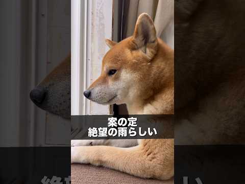 雨が嫌いな柴犬とん君にとっては、恵みの雨ってわけにはいかないか　柴犬　柴犬とん サムネイル