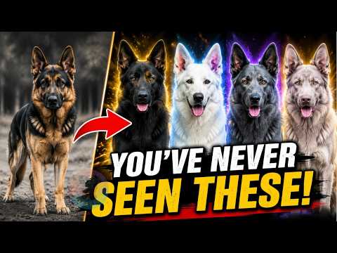 The 5 Most Beautiful and Rare German Shepherd Colors サムネイル