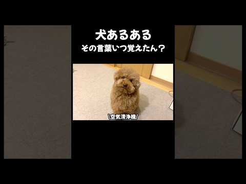 犬あるある「その言葉いつ覚えたん？」 トイプードル サムネイル