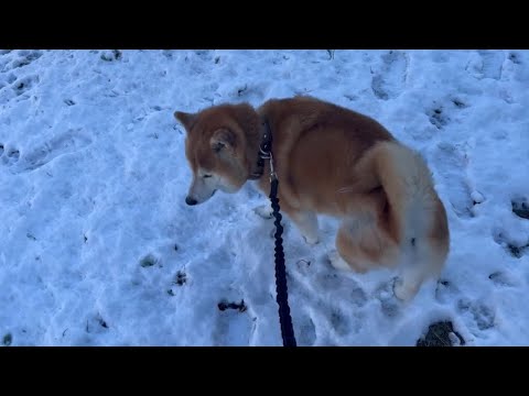 柴犬福 雪散歩柴犬🤩Snow and Shiba🤣 サムネイル