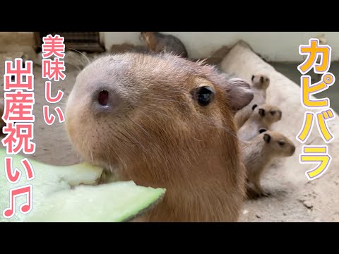 カピバラのリコッタ母さんに天国から出産祝いが届きました！！