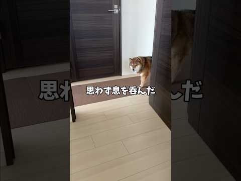 柴犬🐕はおじさんの部屋を通過して・・・ サムネイル