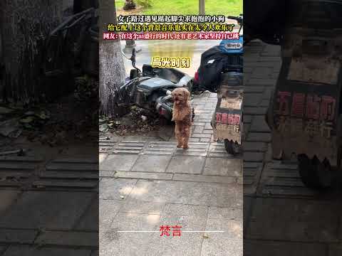 女子經過遇見踮起腳尖求抱抱的小狗 給它配上這個背景音樂也實在太令人歡樂了 狗狗 泰迪 有趣 舞蹈 dog amazin… サムネイル