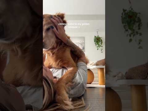 coming home to my golden retriever ♥️ goldendog dog puppy g… サムネイル