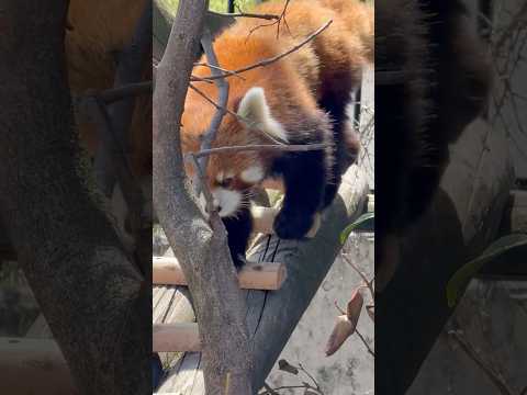 shorts リンゴの時間が待ち遠し過ぎて休憩出来ない円実ちゃん🤭　レッサーパンダ　大森山動物園にて　2026年4月2… サムネイル