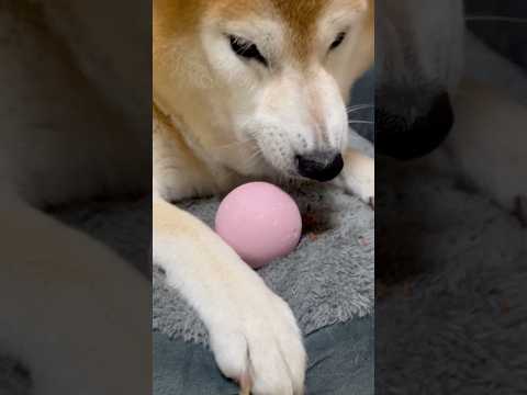 柴犬福 姉のおニューのボールを奪い困らす柴犬🤣Sister and Shiba🤣姉と柴 shorts funny fu… サムネイル