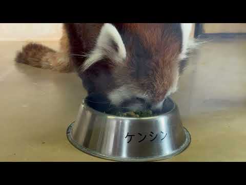 モリモリ食べるヨ！ケンシンくん☺️ レッサーパンダ　大森山動物園にて　2026年4月29日 サムネイル