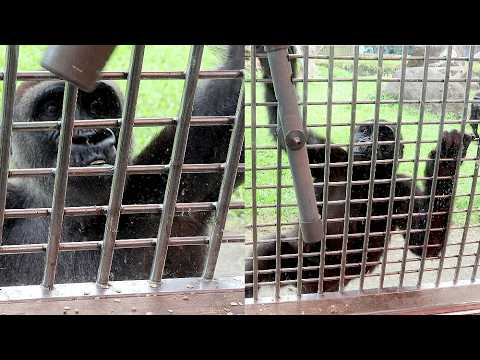 Gorilla Jabali, Ringo,Tayari enjoy the enrichment and treat… サムネイル