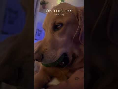 coming home to my golden retriever🥵goldenretreivers dog pup… サムネイル