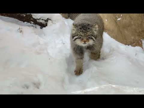 スタスタっとナゴムくん❣️ マヌルネコ　那須どうぶつ王国　2026年1月12日 サムネイル