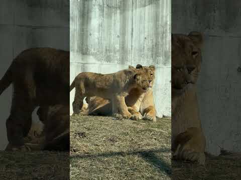 shorts ライオンファミリーが再び全頭合流〜！　のんほいパークにて　2026年2月13日 サムネイル