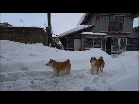 雪かきが終わる頃合いを見計らってお迎えに来るモモ家の皆さん サムネイル