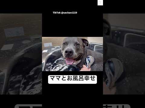ママを待ち伏せしてお風呂に入る犬　ピットブル 犬　お風呂　犬のいる暮らし かわいい犬 サムネイル