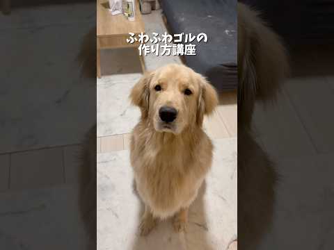 今日はふわふわゴルを作っていくよ！ゴールデンレトリバー 犬と2人暮らし goldenretriever サムネイル