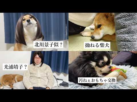 我が家の柴犬が北川景子だと言われている件について サムネイル
