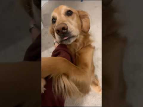 coming home to my golden retriever ♥️ goldendog dog puppy g… サムネイル