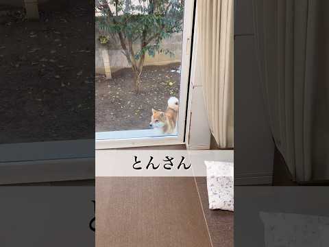 『とんの家から′26 極寒』　柴犬　柴犬とん サムネイル