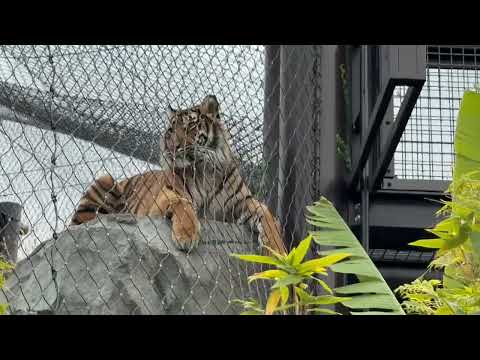 おはようマクムルちゃん アロナくん😊　スマトラトラ　東山動植物園にて　2025年12月13日 サムネイル