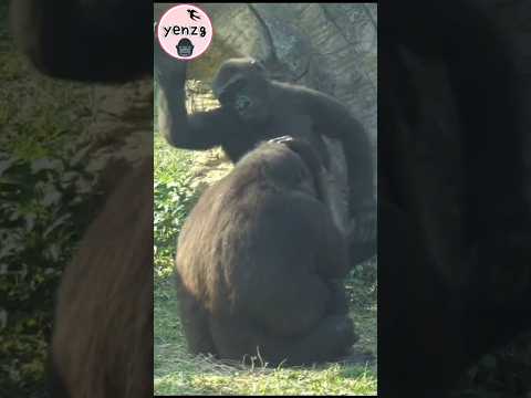 Ringo跟媽咪Iriki撒嬌💕 gorilla gorillatag taipeizoo 金剛猩猩 台北市立動物園… サムネイル