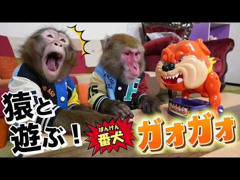 5年ぶりに「番犬ガオガオ」出したらお猿さんのプレイがうますぎて笑うしかないwwww サムネイル