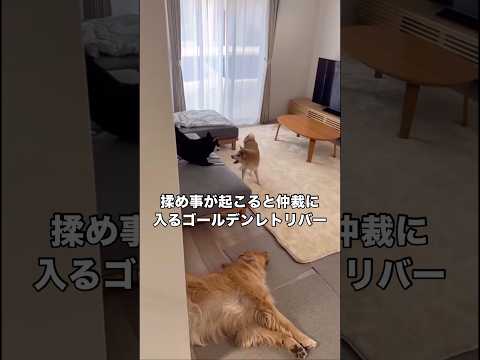 揉め事の仲裁はゴールデンレトリバーにお任せ下さい ゴールデンレトリバー 柴犬 大型犬 日本犬 サムネイル
