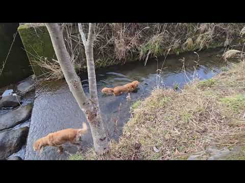 翡翠探しにゴールデンレトリバー親子と来たけど見つからず。 サムネイル