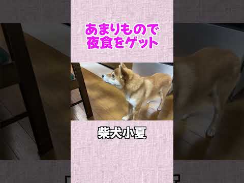 余りもので夜食をゲット 神戸 柴犬  癒し サムネイル