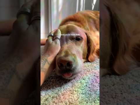 coming home to my golden retriever🥵goldenretreivers dog pup… サムネイル