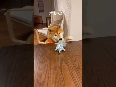オレのおもちゃ🐶 kpop dog doggie 柴犬 cutedog shibainu playing favori… サムネイル