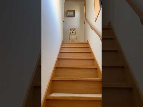 柴犬福 姉にそびえ立つ山のようだと褒められる柴犬🤣Sister and Shiba🤣姉と柴 shorts funny… サムネイル