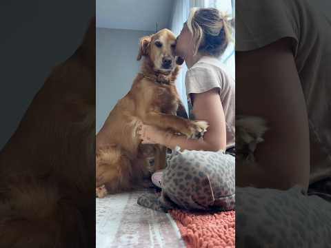 coming home to my golden retriever🥵goldenretreivers dog pup… サムネイル