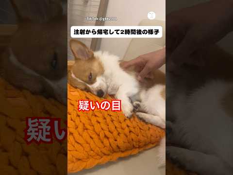 注射から2時間後、ずっと疑われています。　　犬　かわいい犬 注射　犬のいる暮らし 面白い サムネイル
