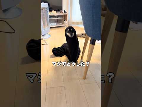 旦那がズボンを脱ぎっぱなしにしてトイレしに行ったら 柴犬 豆柴 黒柴 柴犬のいる暮らし サムネイル