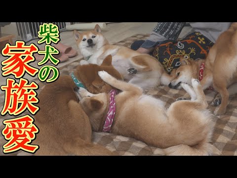 てんかんの兄を気づかう弟と妹、そしてその愛に気づく兄柴犬のドラマにジーンときました。 サムネイル