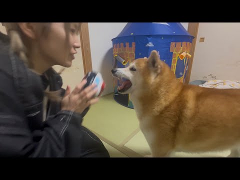 柴犬福 【新曲】姉作詞作曲の謎歌に合いの手を求められてしまう柴犬🤣Sister and Shiba-New song🤣 サムネイル