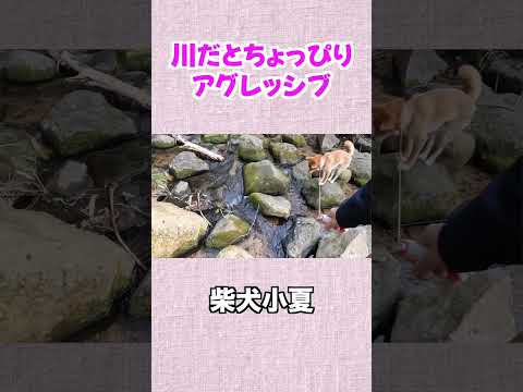 ちょっとアグレッシブ 神戸 柴犬 shiba shibainu 癒し サムネイル