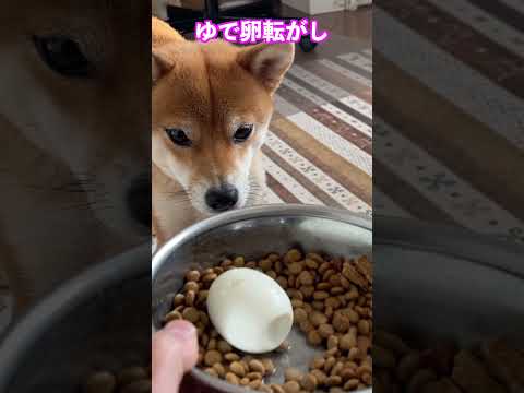ゆで卵転がし 神戸 柴犬 shiba shibainu 料理 サムネイル