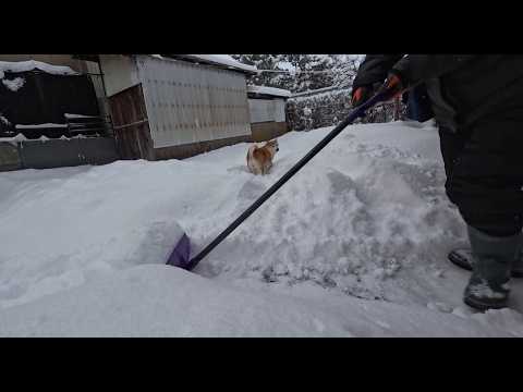 雪かき中の柴犬 サムネイル