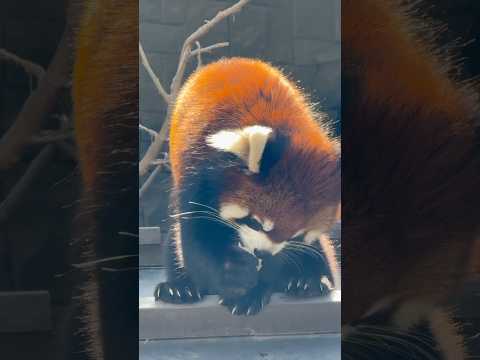 shorts リンゴ🍎を貰ったランマルくん　レッサーパンダ　浜松市動物園にて　2026年2月14日 サムネイル