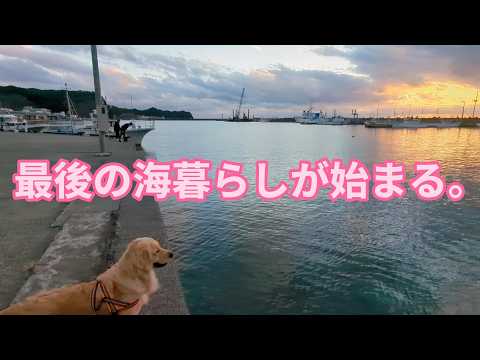 4年間の思い出に終止符。最後の海暮らし始まる。ゴールデンレトリバーティト サムネイル