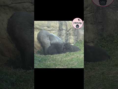 調皮Ringo抓爸爸D'jeeco gorilla gorillatag taipeizoo 金剛猩猩 台北市立動物園 サムネイル