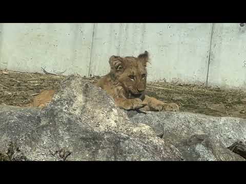 小枝をGETしたアルくん　ライオンファミリー　のんほいパークにて　2026年2月13日 サムネイル