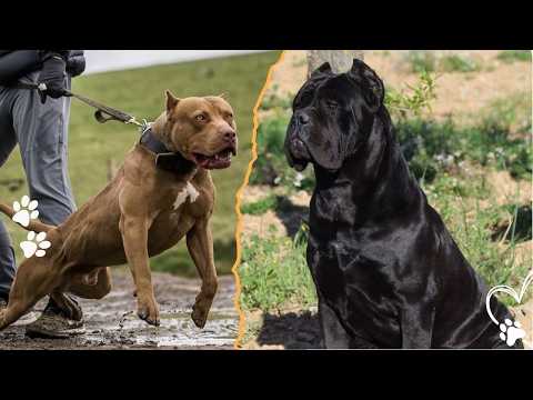 Cane Corso vs Pit Bull Two Very Different Kinds of Power サムネイル