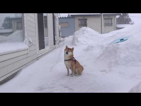 柴犬は猛吹雪で散歩を断念しました… サムネイル
