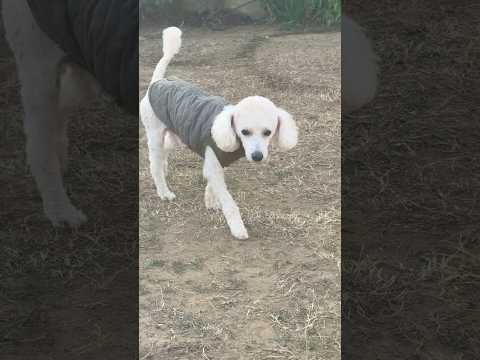 shorts 今日のタローちゃん　トイプードル　2026年1月16日 サムネイル