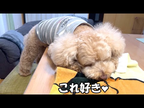 【お知らせ】オリジナルグッズがすごく気に入ってしまったｗ大きいトイプードル【デカプー】【トイプードルのロアくん】【to… サムネイル