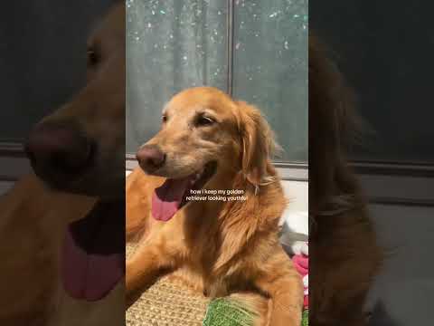 coming home to my golden retriever🥵goldenretreivers dog pup… サムネイル