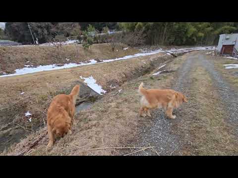 いつもの田んぼもビスとイロハにはこの上ない遊び場所。ゴールデンレトリバー goldenretriever ibukik… サムネイル