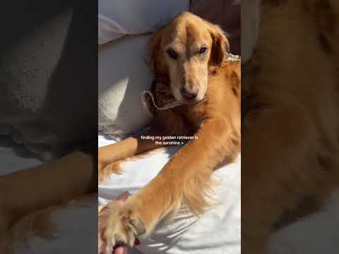 Come to my golden retriever 2026blonde goldenretreiver dogb… サムネイル