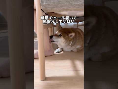 就活でヒール履いて靴擦れしたところを何も言わずに優しく舐めてくれる優しい漢 柴犬 柴犬のいる暮らし 日本犬 和犬 サムネイル